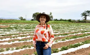 La Fresa de Ayuné: cultivo con éxito y sabor en Sinaloa