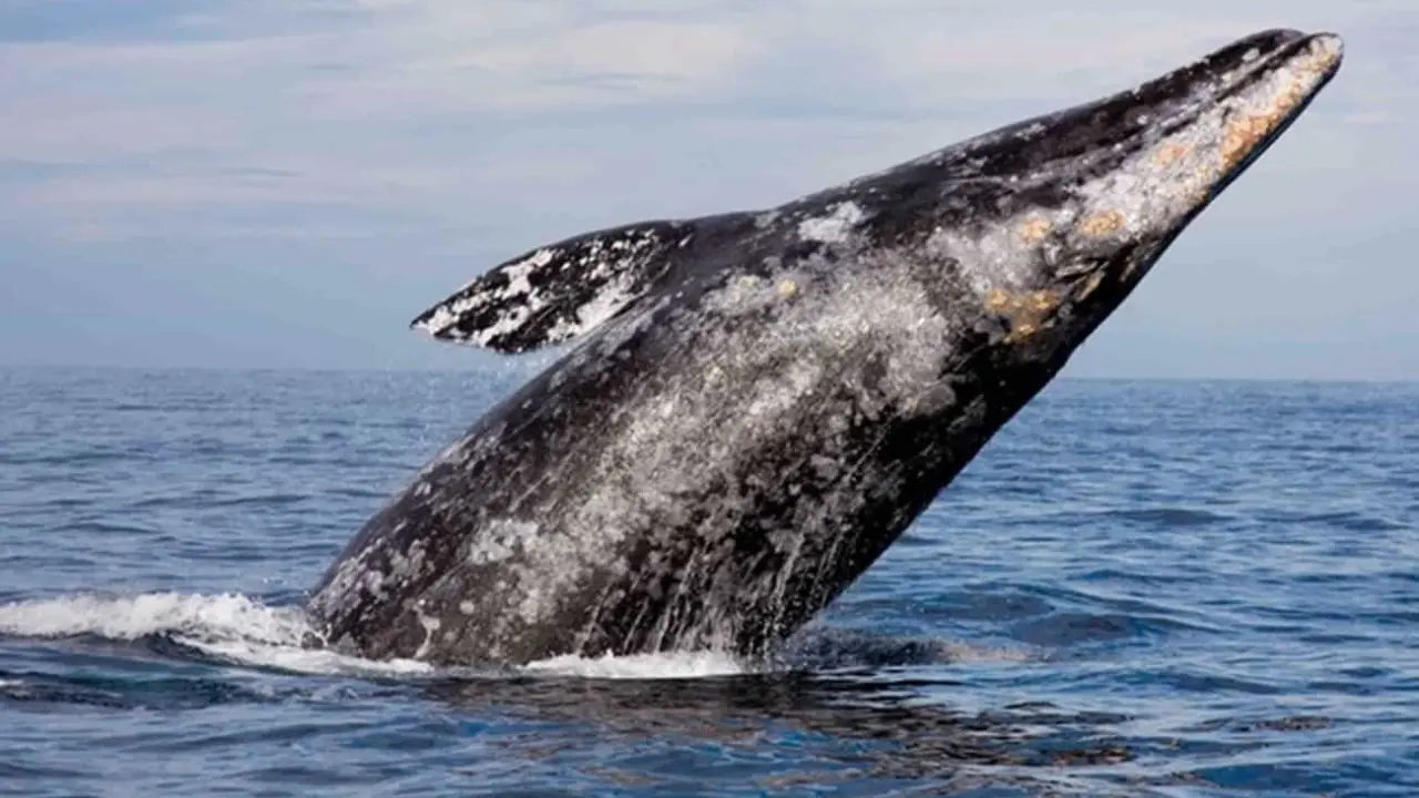 Ballena Gris.
