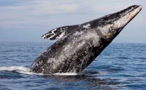 ¡Increíble! Este número de ballenas grises llegaron Reserva de la Biosfera El Vizcaíno