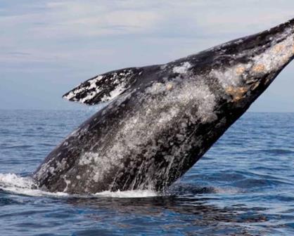 ¡Increíble! Este número de ballenas grises llegaron Reserva de la Biosfera El Vizcaíno