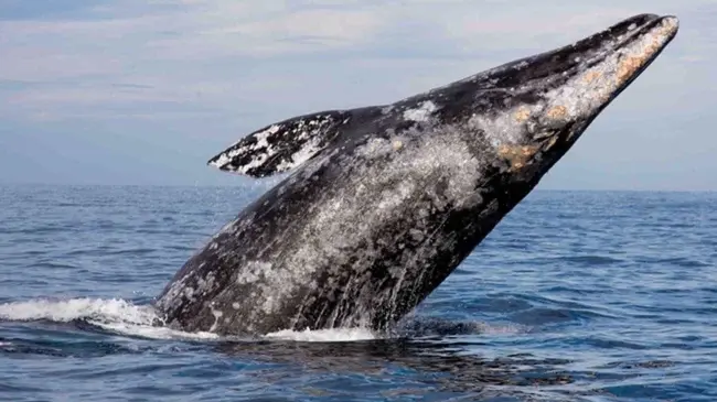 Ballena Gris.