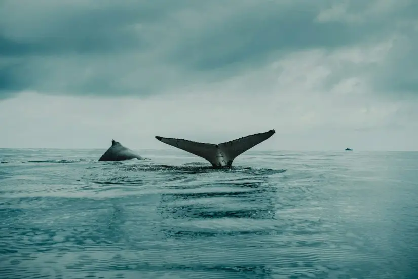 La ballena gris es una especie considerada extinta en el Atlántico | Imagen: Flavio