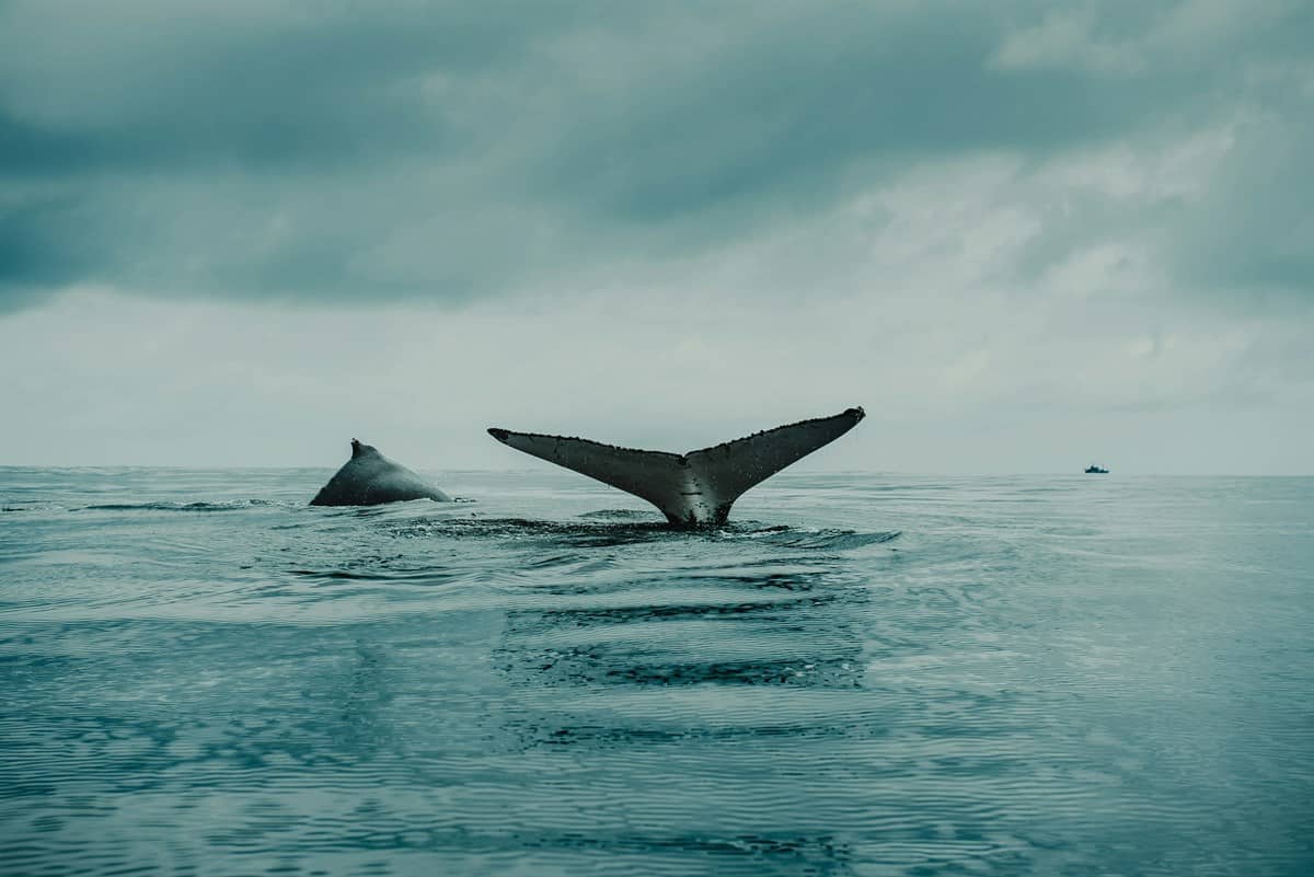 La ballena gris es una especie considerada extinta en el Atlántico | Imagen: Flavio