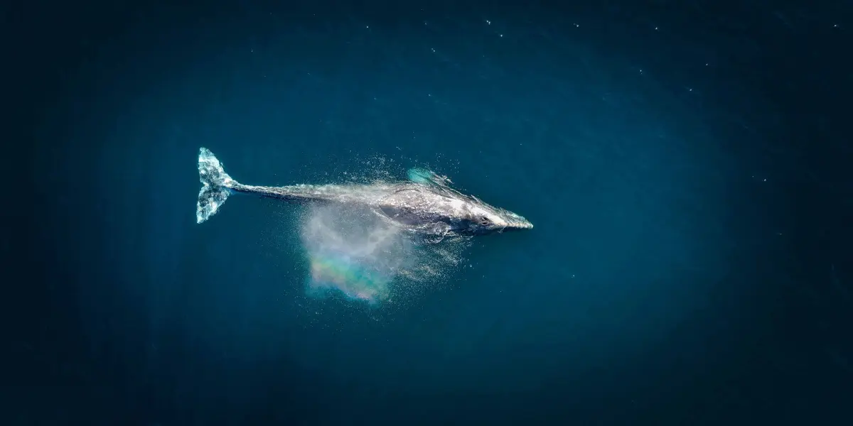 La ballena gris es conocida por su cuerpo gris moteado y su tamaño majestuoso| Imagen: Venti Views