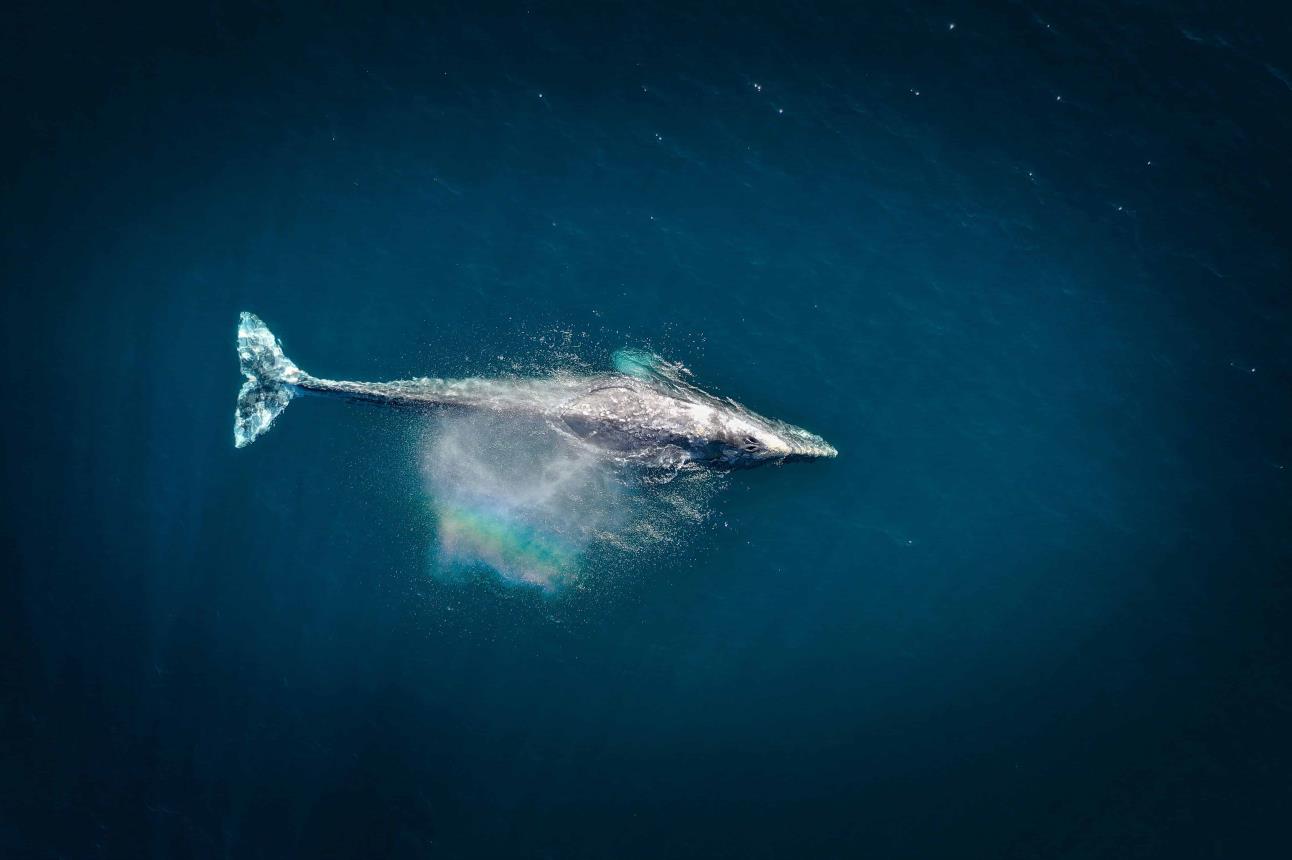 La ballena gris es conocida por su cuerpo gris moteado y su tamaño majestuoso| Imagen: Venti Views