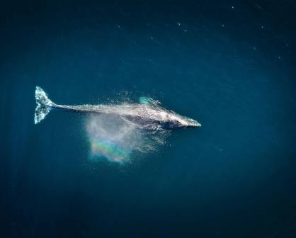 Científicos avistan una ballena gris en aguas donde se consideraba extinta