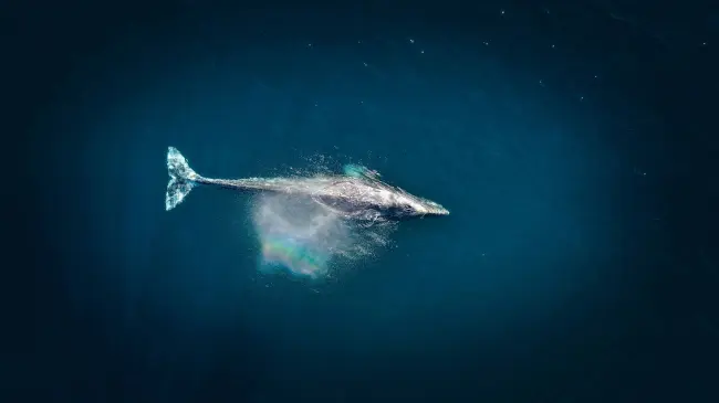 La ballena gris es conocida por su cuerpo gris moteado y su tamaño majestuoso| Imagen: Venti Views