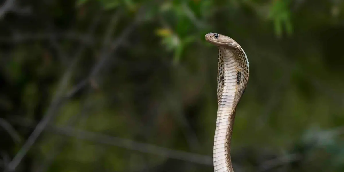 Este anticuerpo puede neutralizar las neurotoxinas del veneno de cobras y mambas negras. Foto: Nivedh P