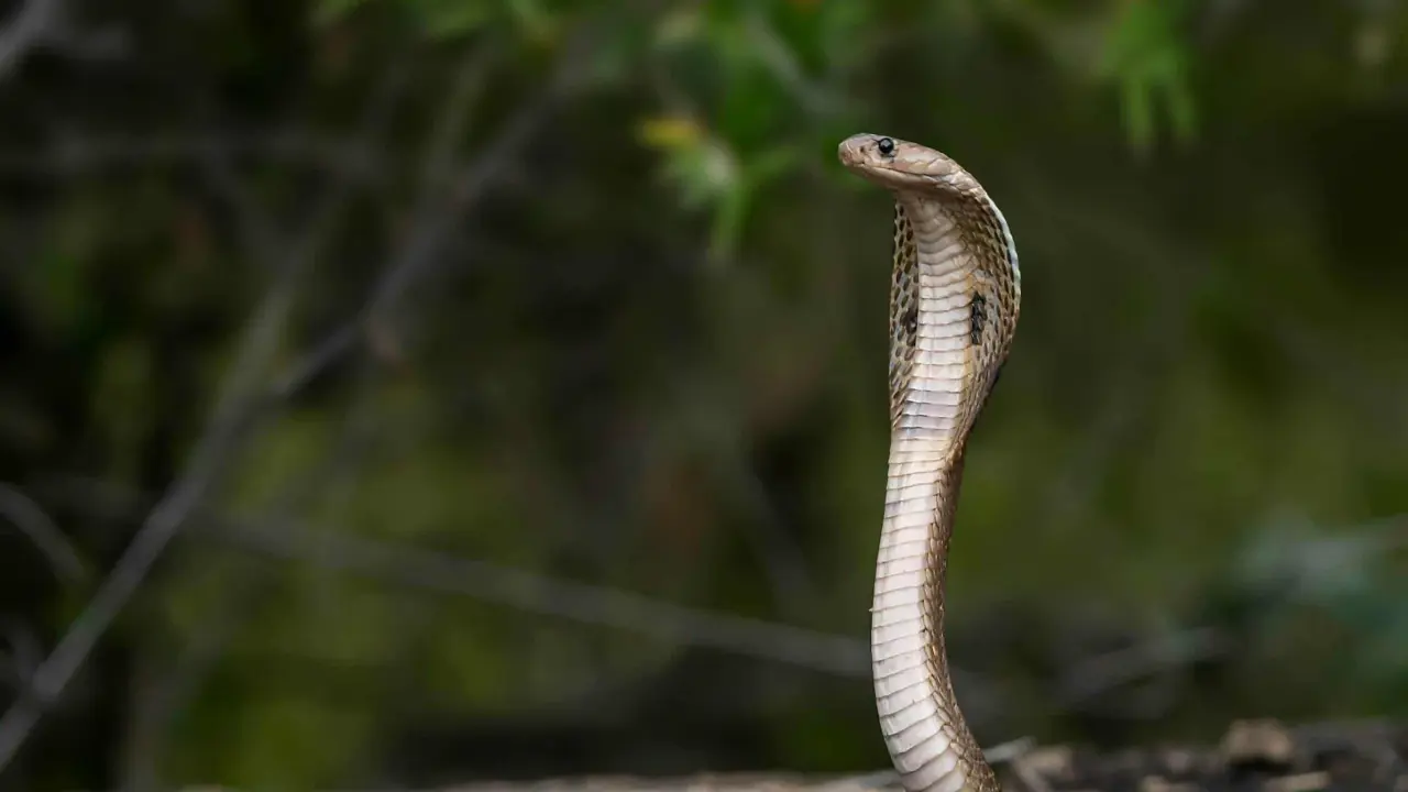 Este anticuerpo puede neutralizar las neurotoxinas del veneno de cobras y mambas negras. Foto: Nivedh P