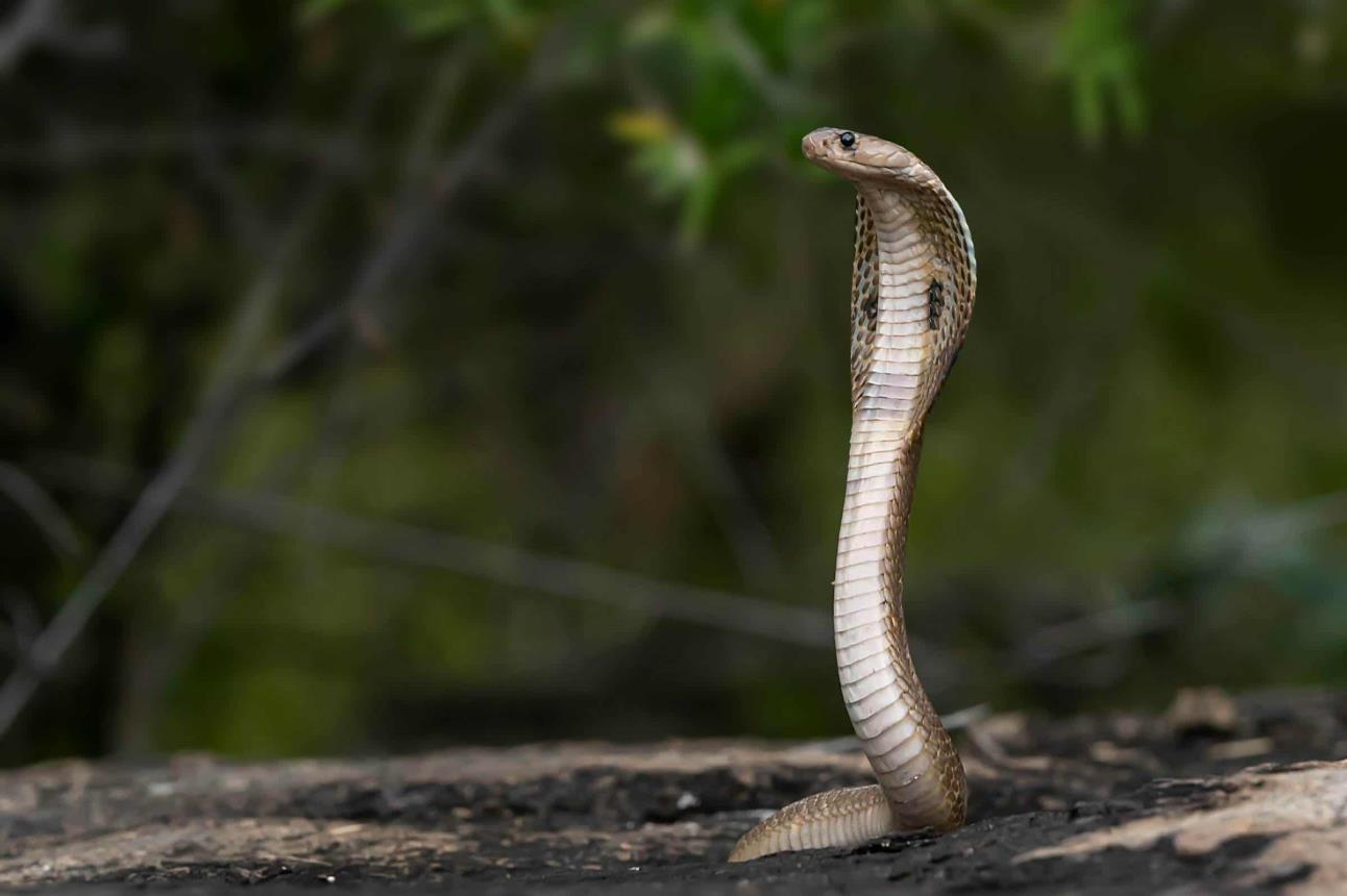 Este anticuerpo puede neutralizar las neurotoxinas del veneno de cobras y mambas negras. Foto: Nivedh P