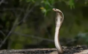 Científicos están cerca de lograr un antídoto universal contra el veneno de serpiente