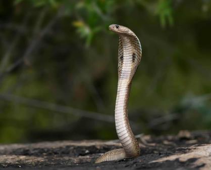 Científicos están cerca de lograr un antídoto universal contra el veneno de serpiente