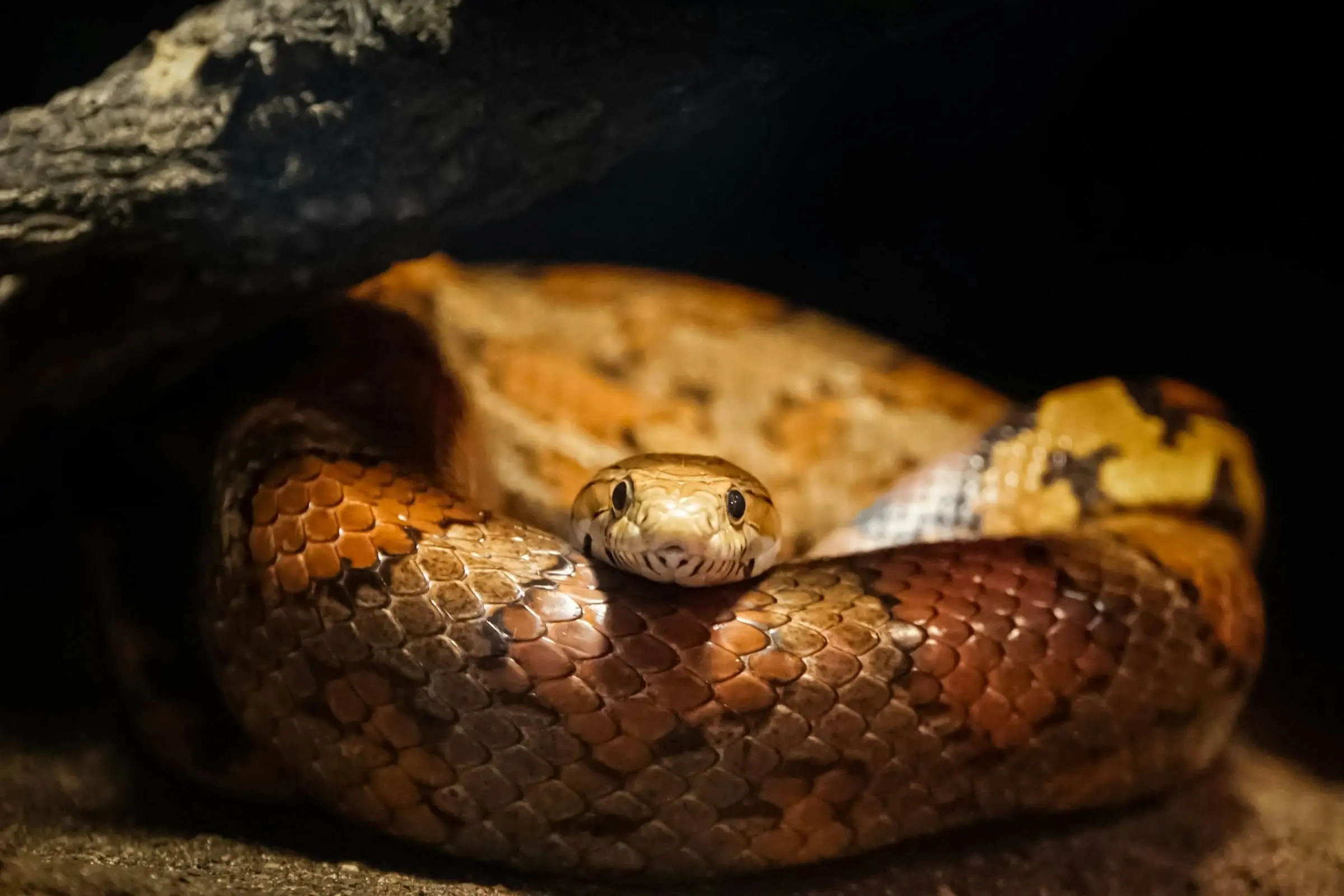 Serpiente dormida