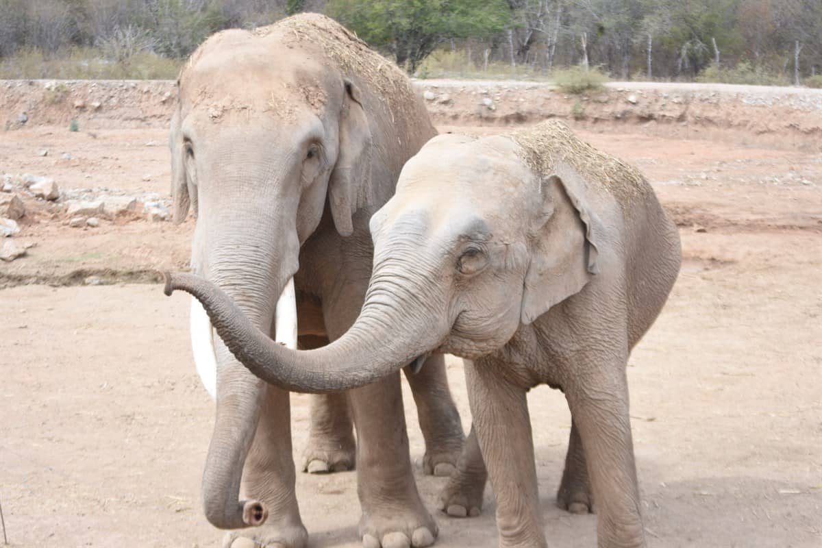 Big Boy y Bireki, dos elefantes rescatados de circos habitan el santuario Ostok de Culiacán