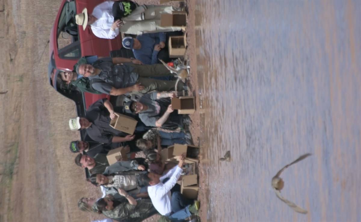 Ciudadanos y autoridades participan de liberación de patos canadienses en Culiacán