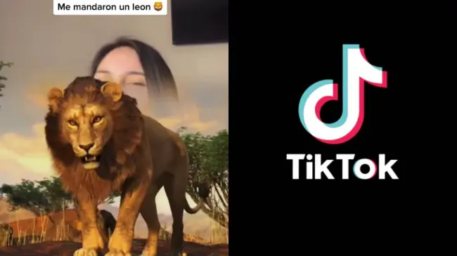 El león es uno de los regalos más costosos que pueden recibir los creadores de contenido en TikTok. Fotos: TikTok