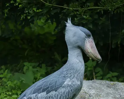 Picozapato el ave del tamaño de un humano que se alimenta de cocodrilos bebés