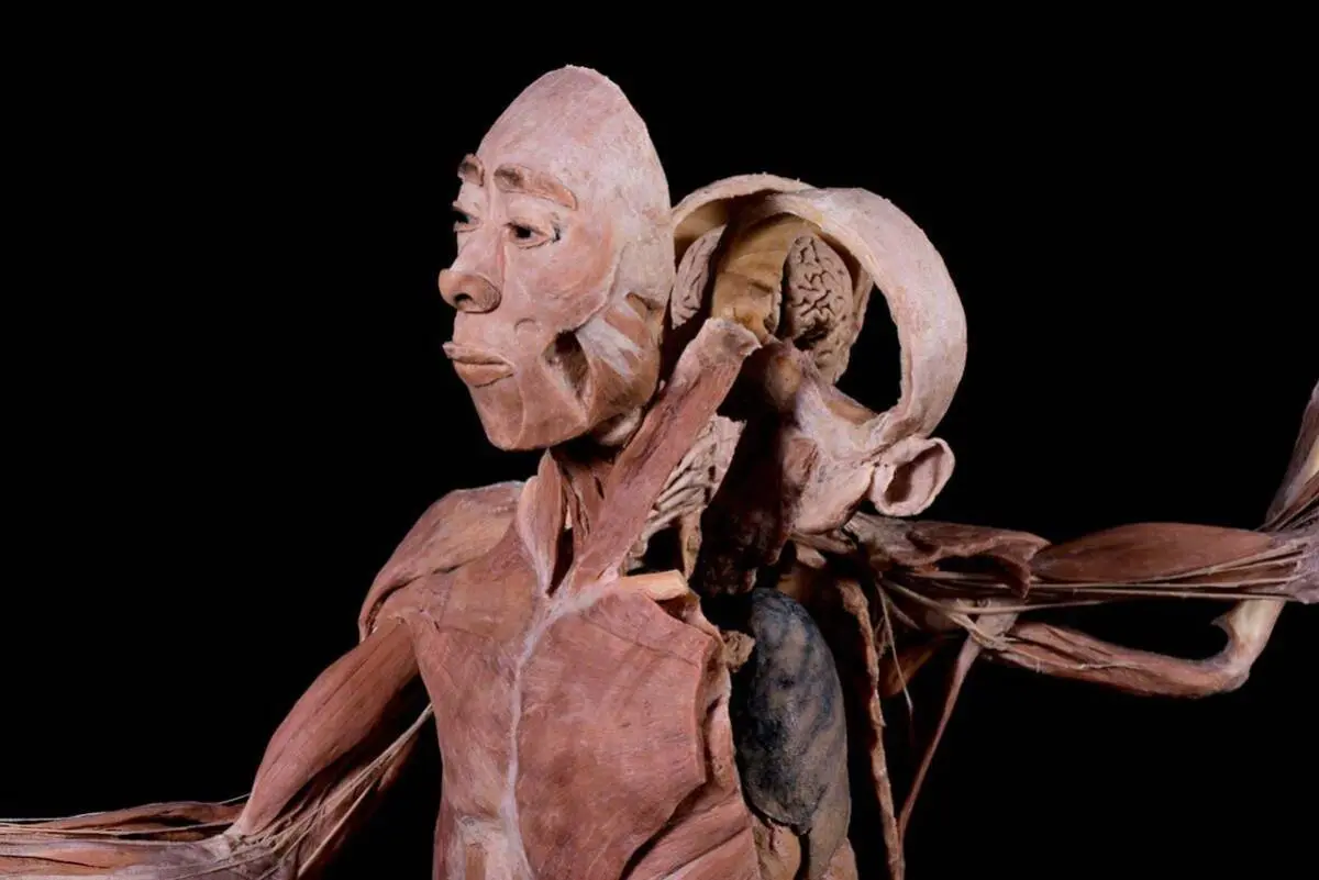 Técnica de Plastinación por Gunther von Hagens. Imagen Bodies