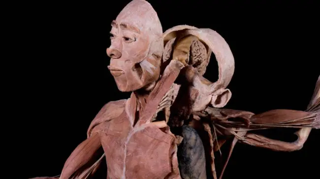 Técnica de Plastinación por Gunther von Hagens. Imagen Bodies