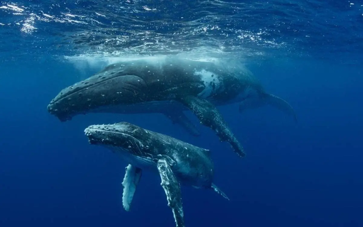 Ballenas comunicándose. Foto NatGeo