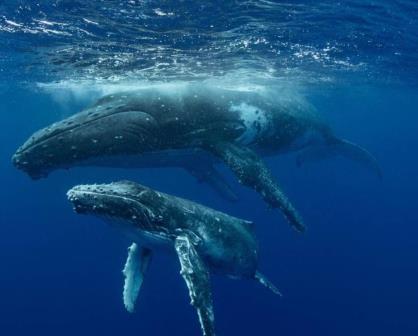 ¿Cómo se comunican las ballenas?