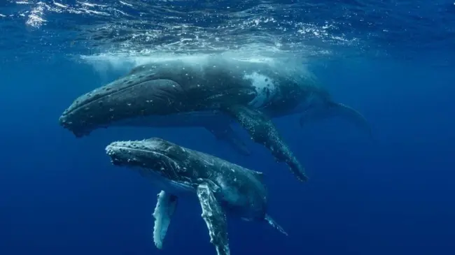 Ballenas comunicándose. Foto NatGeo
