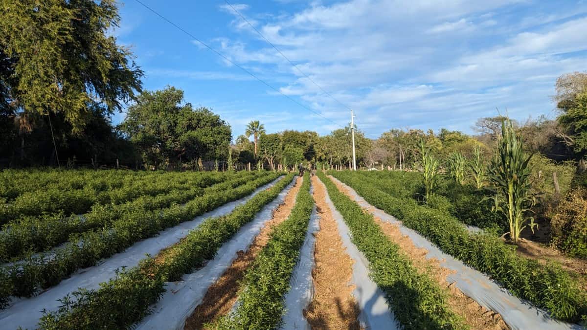 Bequillitos, una comunidad entre Badiraguato y Mocorito vio el primer cultivo tecnificado de chiltepín