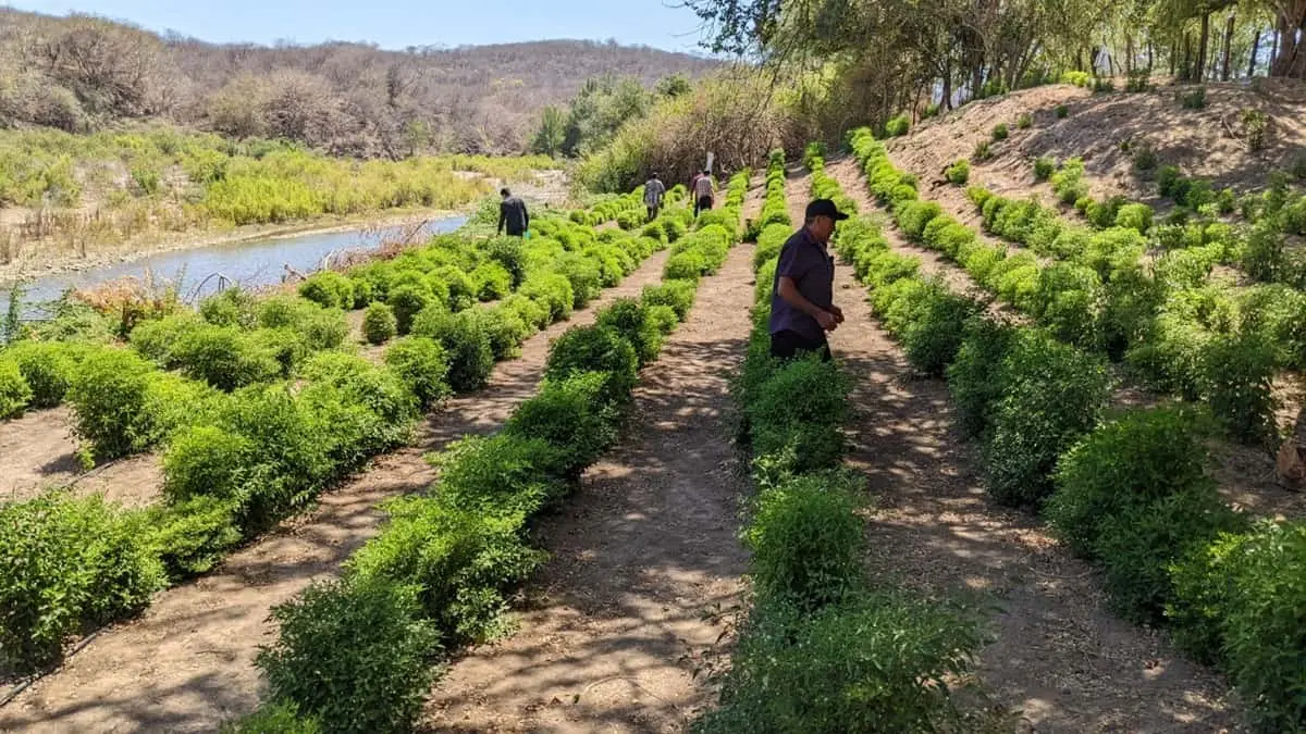 Cultivo de chiltepín en El Rillito, Badiraguato