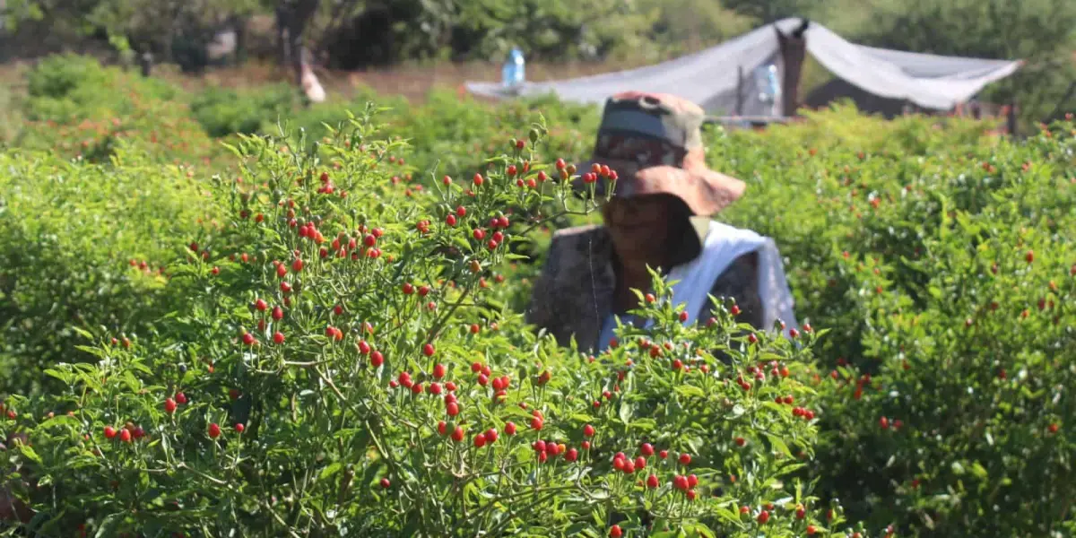 El cultivo de chiltepín ya da empleo a más de 3 mil sinaloenses