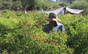 Se apropian del cultivo de chile chiltepín pueblos de la sierra y la costa de Sinaloa