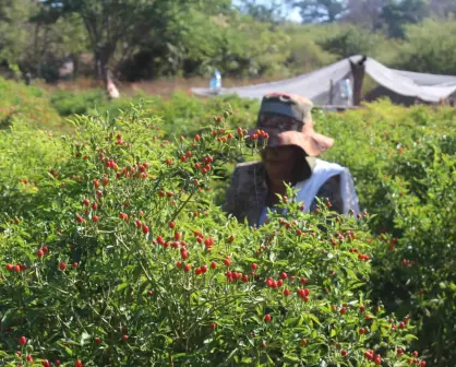 Se apropian del cultivo de chile chiltepín pueblos de la sierra y la costa de Sinaloa