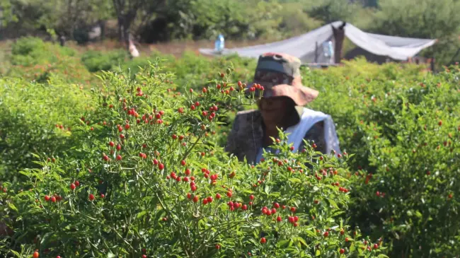 El cultivo de chiltepín ya da empleo a más de 3 mil sinaloenses