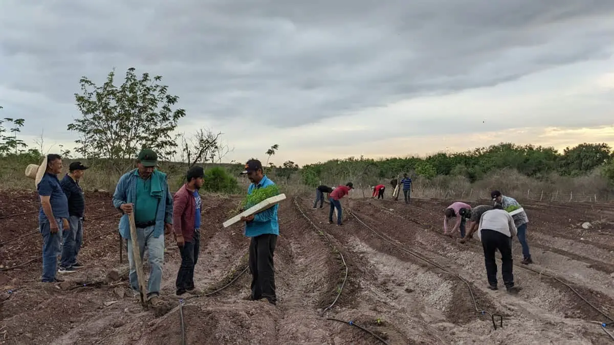 Plantando chiltepín en Estación Dimas San Ignacio