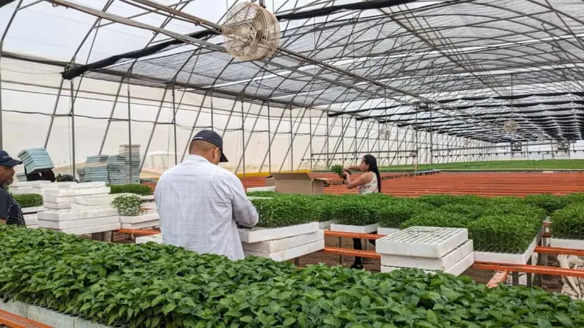 Producción de plántula de chiltepín El Payín