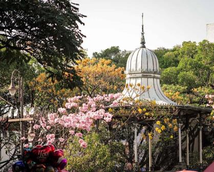 Los colores que anuncian la primavera en Cuernavaca