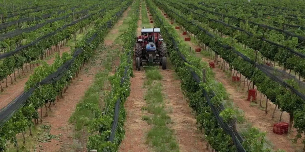 Chihuahua nominado en los premios Lo Mejor de México. Foto: Vinos Encinillas