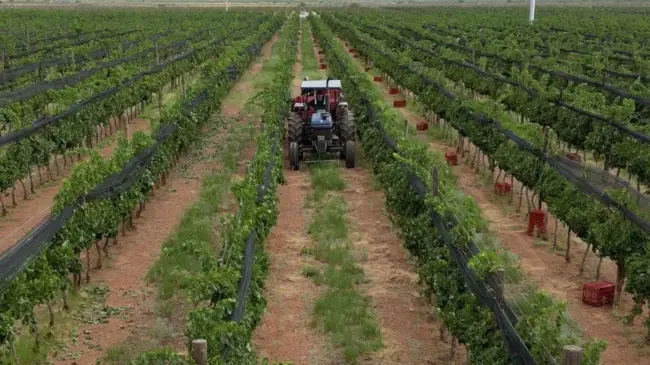 Chihuahua nominado en los premios Lo Mejor de México. Foto: Vinos Encinillas