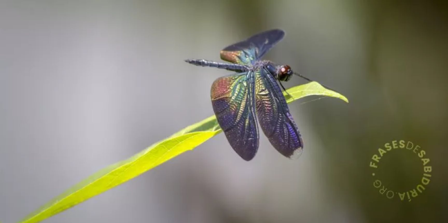 La metáfora de la libélula y los ciclos de la vida