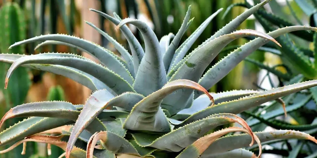 La inulina de agave se extrae de la planta del agave. Foto: Ralphs_Fotos