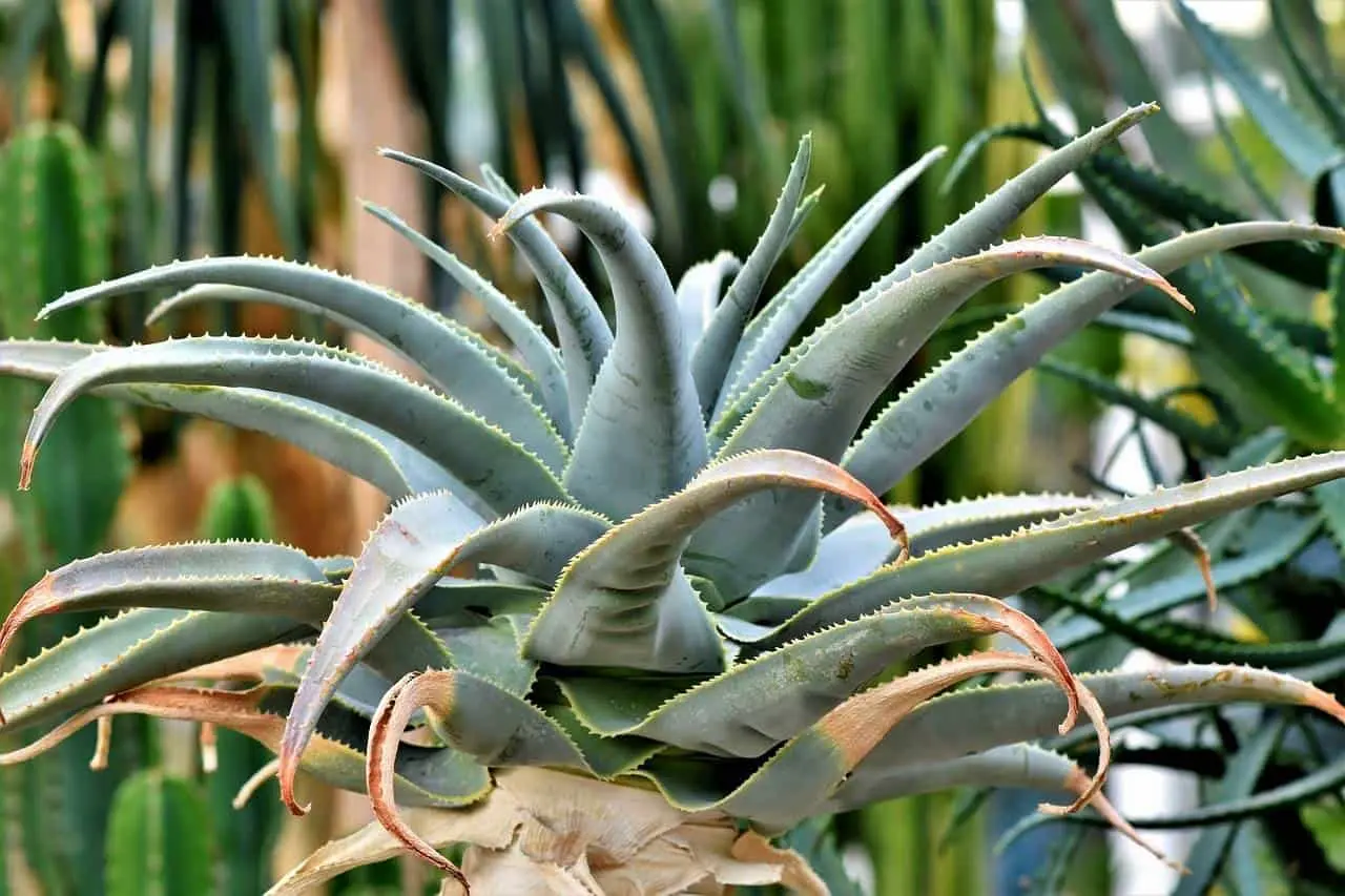La inulina de agave se extrae de la planta del agave. Foto: Ralphs_Fotos