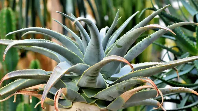 La inulina de agave se extrae de la planta del agave. Foto: Ralphs_Fotos