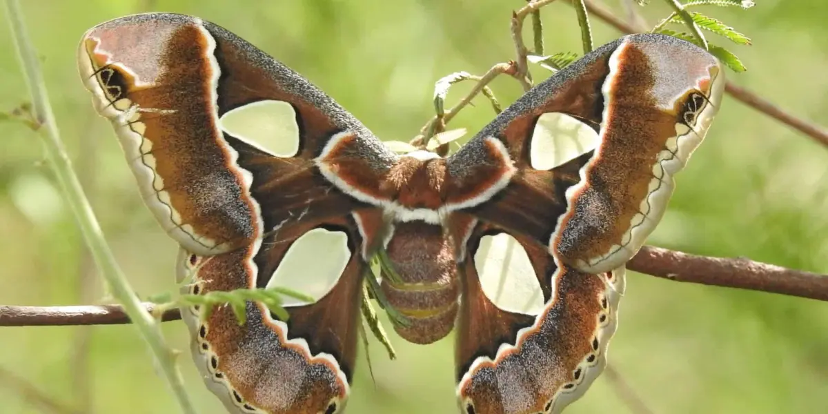 Mariposa cuatro espejos posando en una rama. Foto iNaturalist