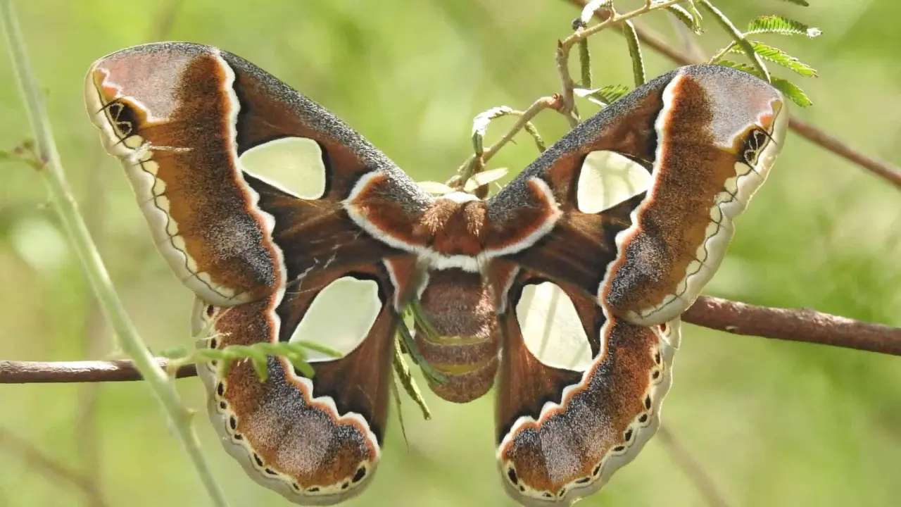 Mariposa cuatro espejos posando en una rama. Foto iNaturalist