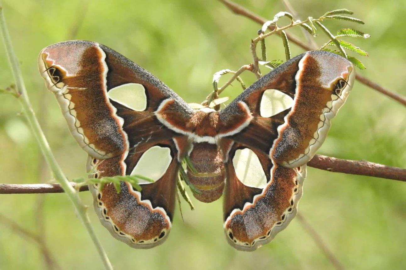 Mariposa cuatro espejos posando en una rama. Foto iNaturalist