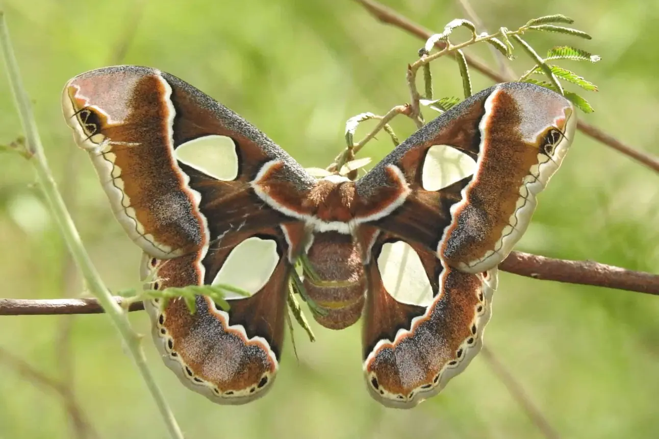 Mariposa cuatro espejos posando en una rama. Foto iNaturalist