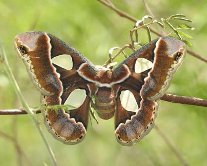 La Mariposa Cuatro Espejos: una especie emblemática en Sonora