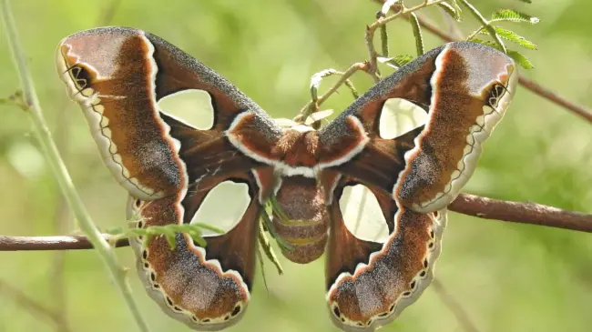 Mariposa cuatro espejos posando en una rama. Foto iNaturalist
