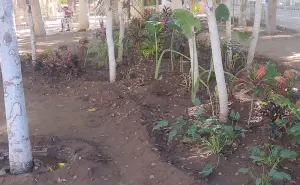 Embellecen los jardines de la Plazuela Vicente Guerrero