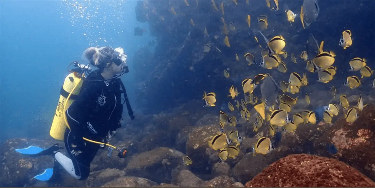 Arrecife de coral en Isla del Farallón, alimento para lobos marinos. Foto Tiempo Real