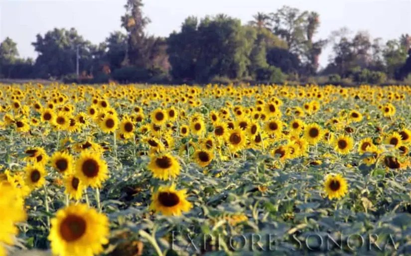 girasoles jupare